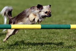 To zdarzyło się w Polsce!