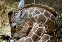 Nowa żyrafka w niemieckim zoo
