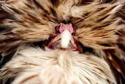 To zdarzyło się w Polsce!