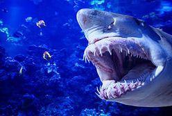 Filmowy przegląd tygodnia