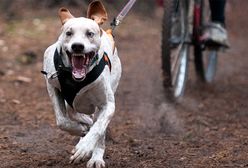 To zdarzyło się w Polsce!