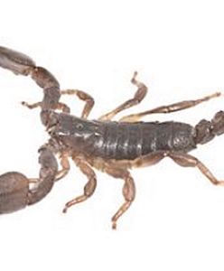 Szok na poczcie - paczka pełna jadowitych skorpionów