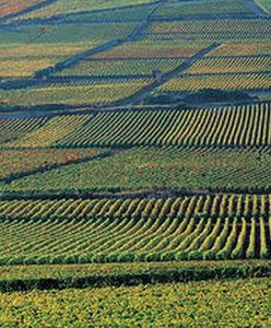 Za 90 lat połowa świata będzie głodować