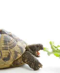 60 żółwi wykluło się z jaj i... poszło do restauracji