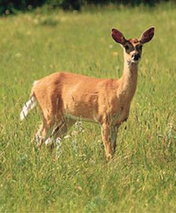 Leśnicy apelują: nie dotykajmy dzikich sarniątek