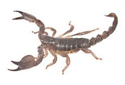 Szok na poczcie - paczka pełna jadowitych skorpionów