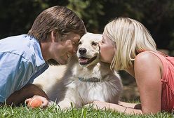 Pies kością niezgody podczas rozwodu