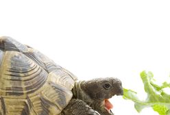 60 żółwi wykluło się z jaj i... poszło do restauracji