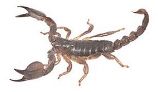 Szok na poczcie - paczka pełna jadowitych skorpionów