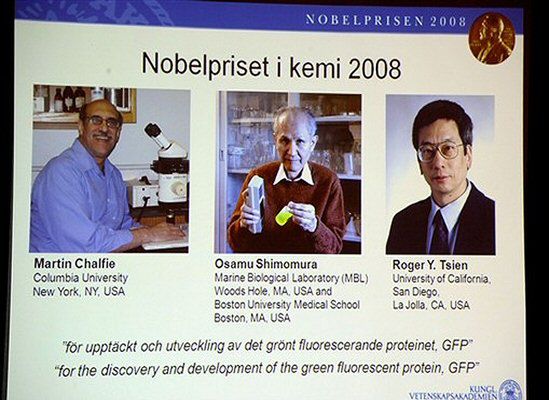 Nobel z chemii za świecące białko z meduzy