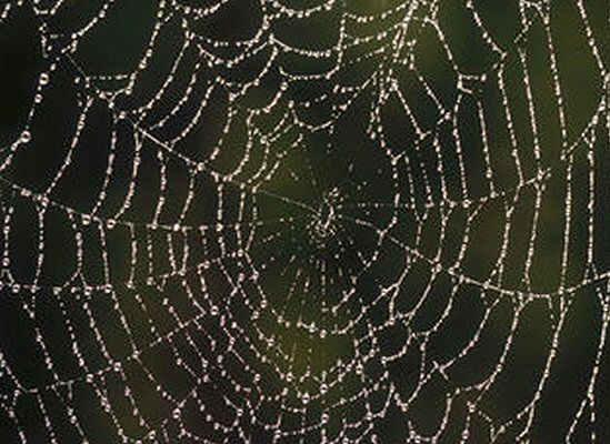 Tej jesieni czeka nas prawdziwy wysyp pająków