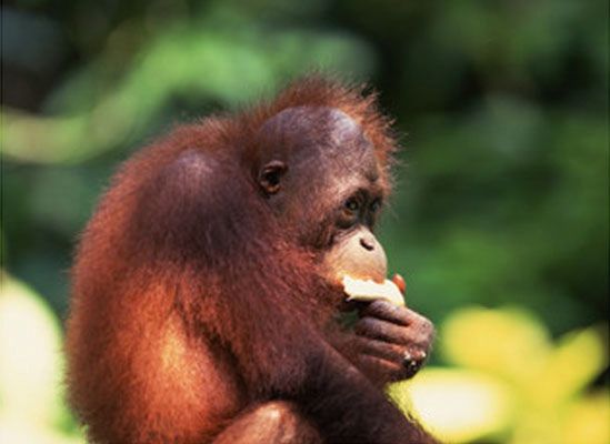 Przyłapali go na paleniu. Orangutan zerwie z nałogiem?