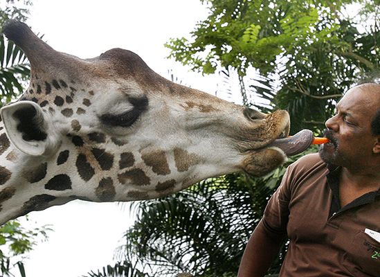 Żyrafa znokautowała pracowniczkę zoo; chciała się bawić