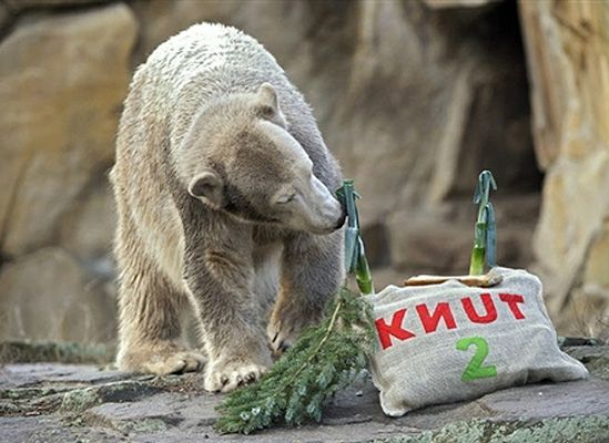 Słynny niedźwiedź Knut przyczyną awantury w Niemczech