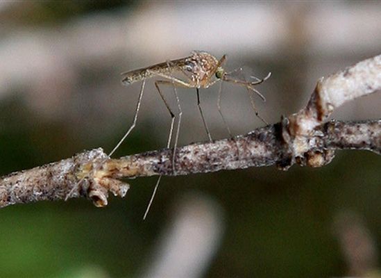 Po ulewach nadeszła plaga komarów