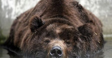 Niedźwiedź zabił turystę w Yellowstone