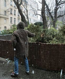 Złodziejom świątecznych drzewek mówimy stanowcze "nie!"