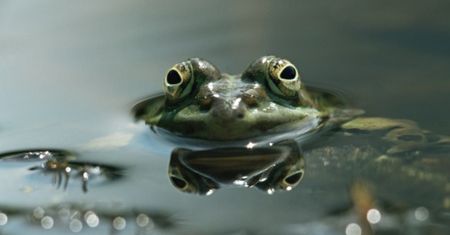 Przepowiednia 2011: w lecie z polskiego nieba spadną żaby