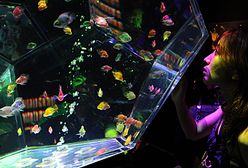 Artystyczne akwarium