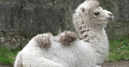 Narodziny w zoo