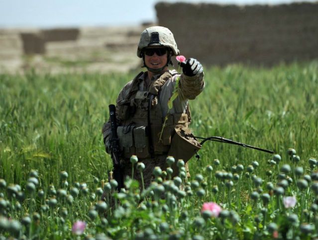 Narkotykowy boom w Afganistanie. Wielkość pól makowych i handel opium osiągają rekordowe rozmiary, a talibowie liczą zyski