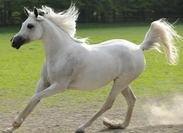 Najpiękniejsze konie w Janowie Podlaskim