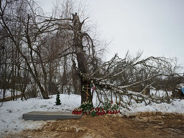 Polscy eksperci pobrali do badań fragment brzozy ze Smoleńska