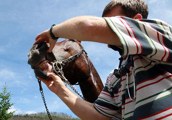 Koniec cierpienia koni na drodze do Morskiego Oka? Tatrzański Park Narodowy chce rozwiązać problem