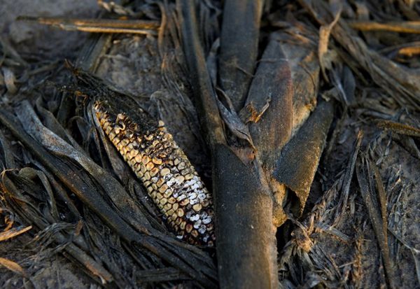 Susze i wzrost cen zbóż doprowadzą do drugiej Arabskiej Wiosny?