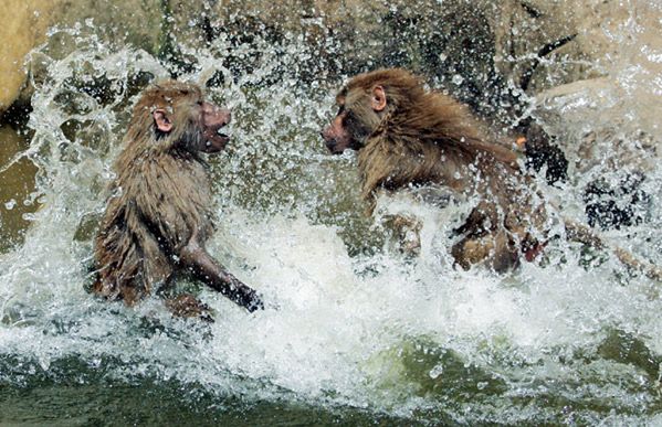 Warszawskie zoo przygotowane na upały