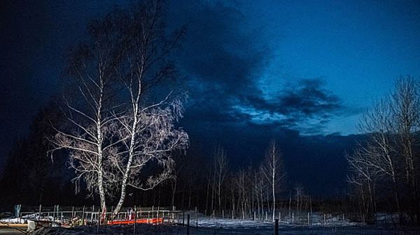 Brzozy w miejscu katastrofy Tu-154