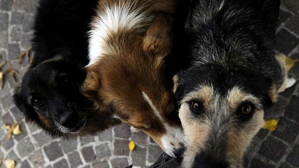 Włoskie psy nie mają łatwego życia