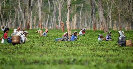 Herbata za najwyższą cenę. W Indiach, w stanie Assam, kobiety w ciąży niejednokrotnie pracują na plantacjach aż do rozwiązania. Przy porodzie umierają prawie dwa razy częściej niż ich rodaczki