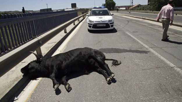 Byk ranił 11 osób, zginął rozjechany przez radiowóz