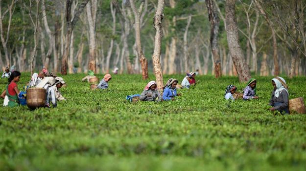 Plantacja Monabarie w Assamie, największy herbaciany ogród w Azji - ponad 1100 hektarów