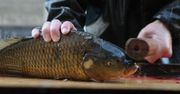 Kto może zabić karpia?