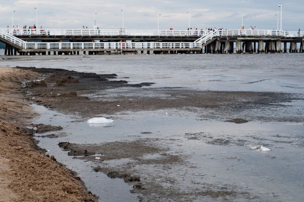Bałtyk i rzeki bardzo zanieczyszczone. "Polskę należy uznać za obszar niebezpieczny"