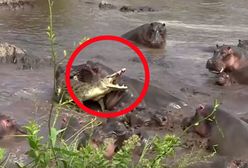 Niezwykłe nagranie emeryta. Sfilmował walkę o życie