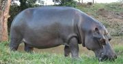 Nikt nie wie skąd się tam wziął. Po Meksyku wędruje hipopotam