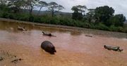Tajemnicza śmierć hipopotamów. 15 zwierząt jednego dnia
