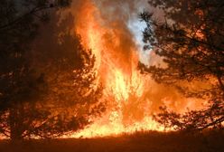 Kampinos. Ogromny pożar pod Warszawą. Płonie 15 hektarów lasu