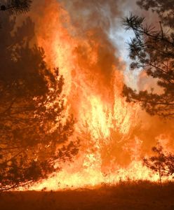 Kampinos. Ogromny pożar pod Warszawą. Płonie 15 hektarów lasu