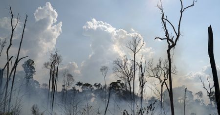 Amazonia w ogniu. Światowi przywódcy podejmują działania. Wojciech Cejrowski: Nie chce mi się wierzyć w te pożary