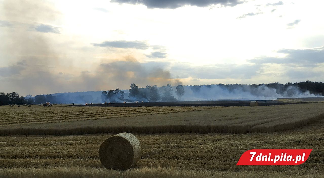 Płonie zboże i ściernisko pod Ujściem