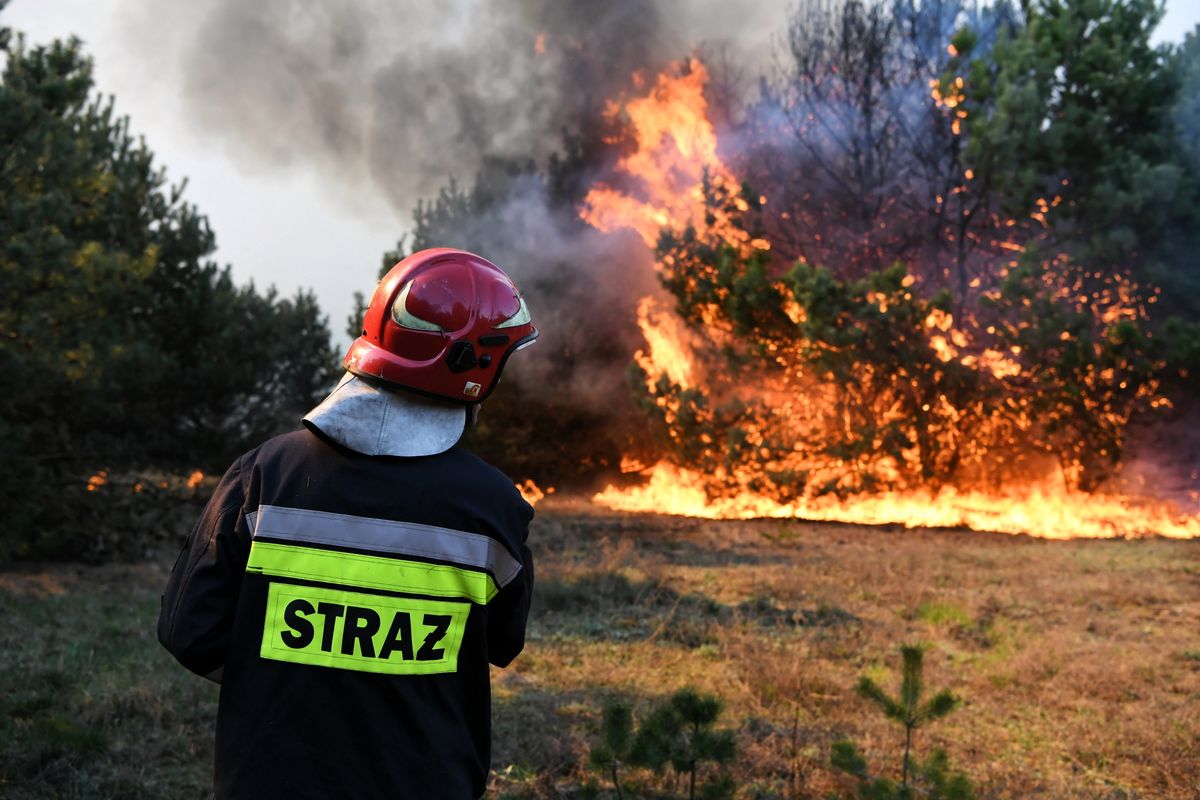 Potężny pożar lasu w Bydgoszczy. Straż ściągnęła wsparcie