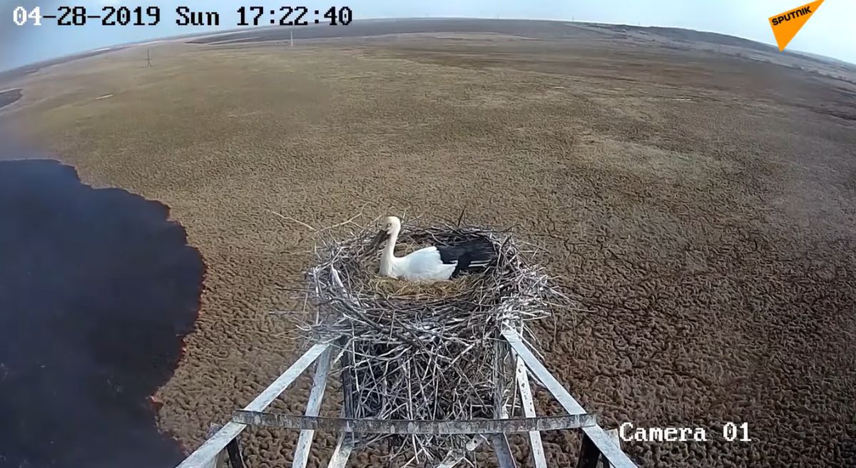 Pożar z perspektywy ptaka. Nie opuścił gniazda mimo niebezpieczeństwa