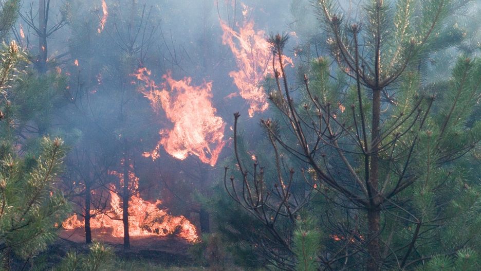 Od początku roku straż pożarna wyjeżdżała do gaszenia lasów ponad 2,8 tys. razy, z czego aż 2,2 razy w kwietniu