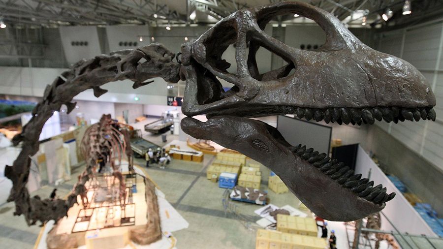 Full Sized Mamenchisaurus model is installed in Makuhari Messe on July 13, 2009 in Chiba, Japan. Mamenchisaurus, one of the biggest dinosaurs, is installed for the exhibition "Dinosaurs 2009", which will held from July 18 to September 27.