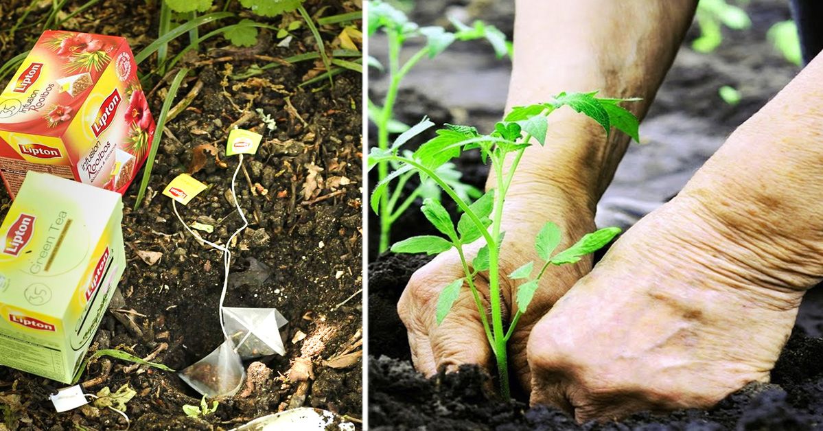 Your Work in the Garden Will Be More Pleasant if You Put Tea Bags in the Soil