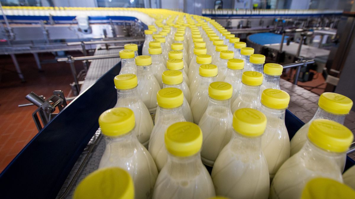 Spółdzielnia Mleczarska Mlekpol istnieje od 1981 r. Jest największym w Polsce podmiotem skupującym mleko surowe